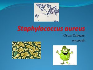Staphylococcus aureus Oscar Cabezas 09171048 Staphylococcus aureus Es