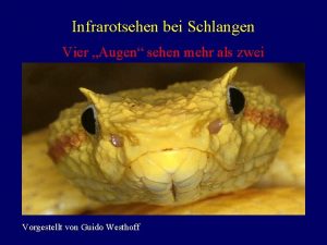 Schlangen infrarot sehen