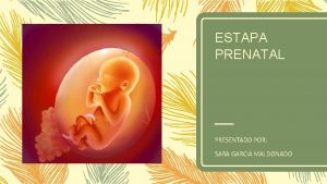 Estapa prenatal