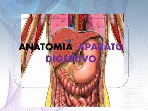 ANATOMIA APARATO DIGESTIVO El sistema digestivo es el