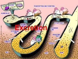 Excretion Syllabus links 3 4 5 Plant Excretion