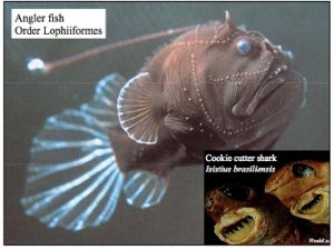 Deep Sea Biology Life under the photic zone