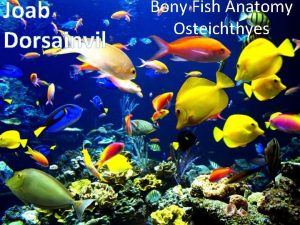 Joab Dorsainvil Bony Fish Anatomy Osteichthyes Table of