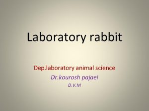 Rabbit intramuscular injection site