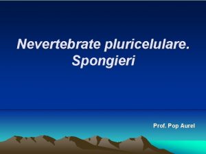 Nevertebrate pluricelulare Spongieri Prof Pop Aurel Buretele de
