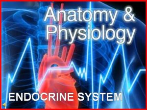 ENDOCRINE SYSTEM What is the endocrine system The