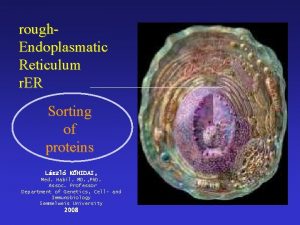 Rough endoplasmatic reticulum