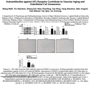 Autoantibodies against AT 1 Receptor Contribute to Vascular