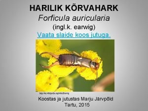 HARILIK KRVAHARK Forficula auricularia ingl k earwig Vaata