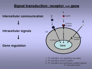 Signal transduction receptor gene 1 2 Intercellular communication