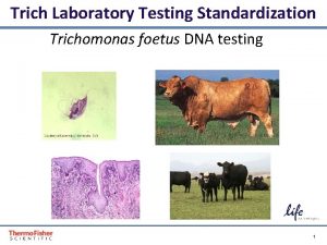 Trich Laboratory Testing Standardization Trichomonas foetus DNA testing