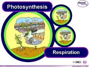 Photosynthesis Respiration 1 of 29 Boardworks Ltd 2004