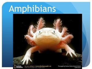Amphibians HERPETOLOGY the study of reptiles and amphibians