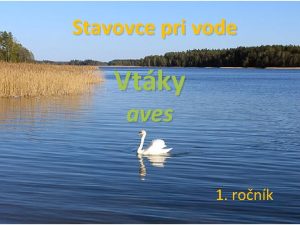 Stavovce pri vode Vtky aves 1 ronk Ciele