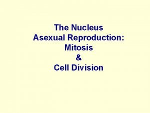 Is mitosis asexual
