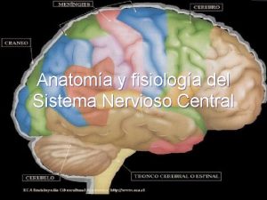 Anatoma y fisiologa del Sistema Nervioso Central Sistema