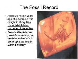 The Fossil Record About 25 million years ago