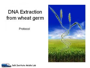 Extracting dna from wheat germ