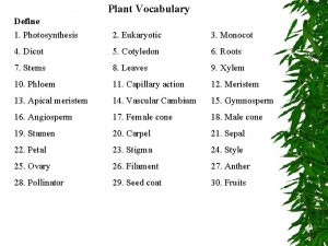 Dicot characteristics