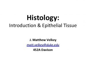 Histology Introduction Epithelial Tissue J Matthew Velkey matt