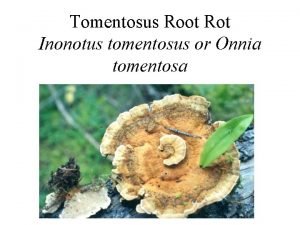 Tomentosus root rot