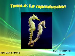Meracilla Meracilla