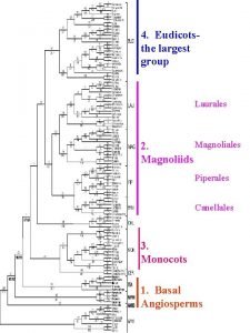 4 Eudicotsthe largest group Laurales Magnoliales 2 Magnoliids