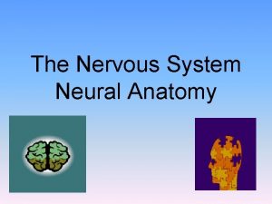 The Nervous System Neural Anatomy Module 7 Neural
