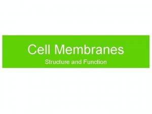 Phospholipid bilayer tails