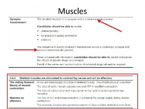 Muscle cells Muscle cells