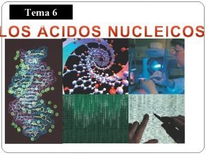 Nucletidos
