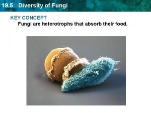 Diversity of fungi