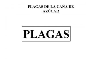 PLAGAS DE LA CAA DE AZCAR PLAGAS Unidad