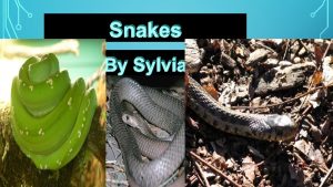 Snakes By Sylvia ANATOMY OF A SNAKE Some