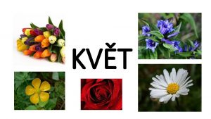 Květ