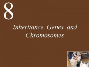 8 Inheritance Genes and Chromosomes Chapter 8 Inheritance