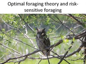 Optimal foraging theory and risksensitive foraging Matt Begley