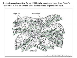Reticolo endoplasmatico forma il 50 delle membrane e
