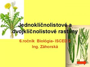 Jednoklnolistov a dvojklnolistov rastliny 6 ronk Biolgia ISCED