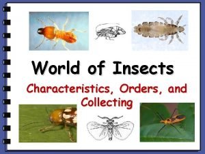 Non winged insects