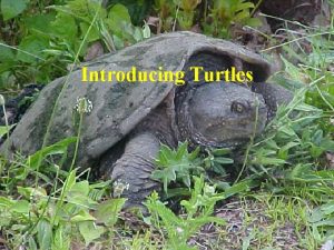 Introducing Turtles Turtles are reptiles belonging to the