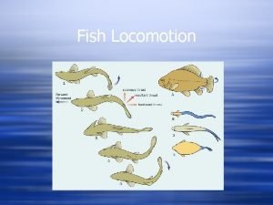 Fish organs for locomotion