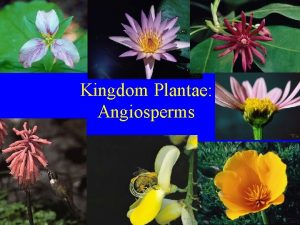 Kingdom Plantae Angiosperms Flowering plants 2 Classes Monocots