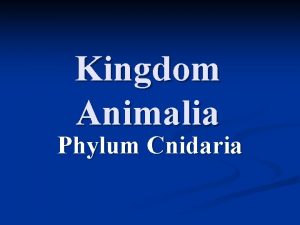 Kingdom Animalia Phylum Cnidaria Characteristics n Radial or