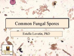 Transverse septa fungi