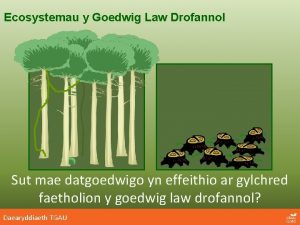 Ecosystemau y Goedwig Law Drofannol Sut mae datgoedwigo