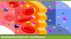 Doorlaatbaarheid van membranen Doorlaatbaarheid van membranen Introductie Werkboek
