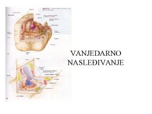 VANJEDARNO NASLEIVANJE Mitohondrijalni genom je najee cirkularni molekul