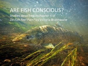 Are fish conscious