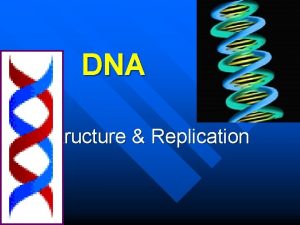 DNA Structure Replication DNA Facts n A single